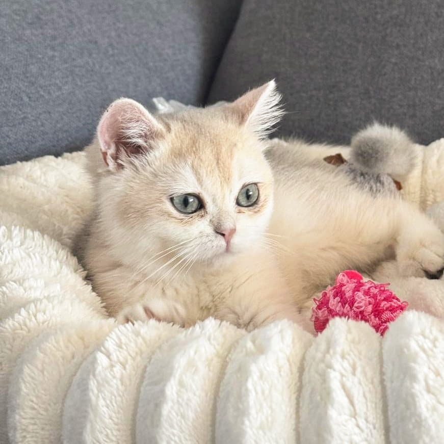 Jolie, a cream British Shorthair kitten, curled up on a white blanket with her ears turned outward