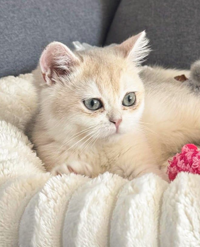 Portrait of Jolie, a cream British Shorthair kitten, resting on a white blanket